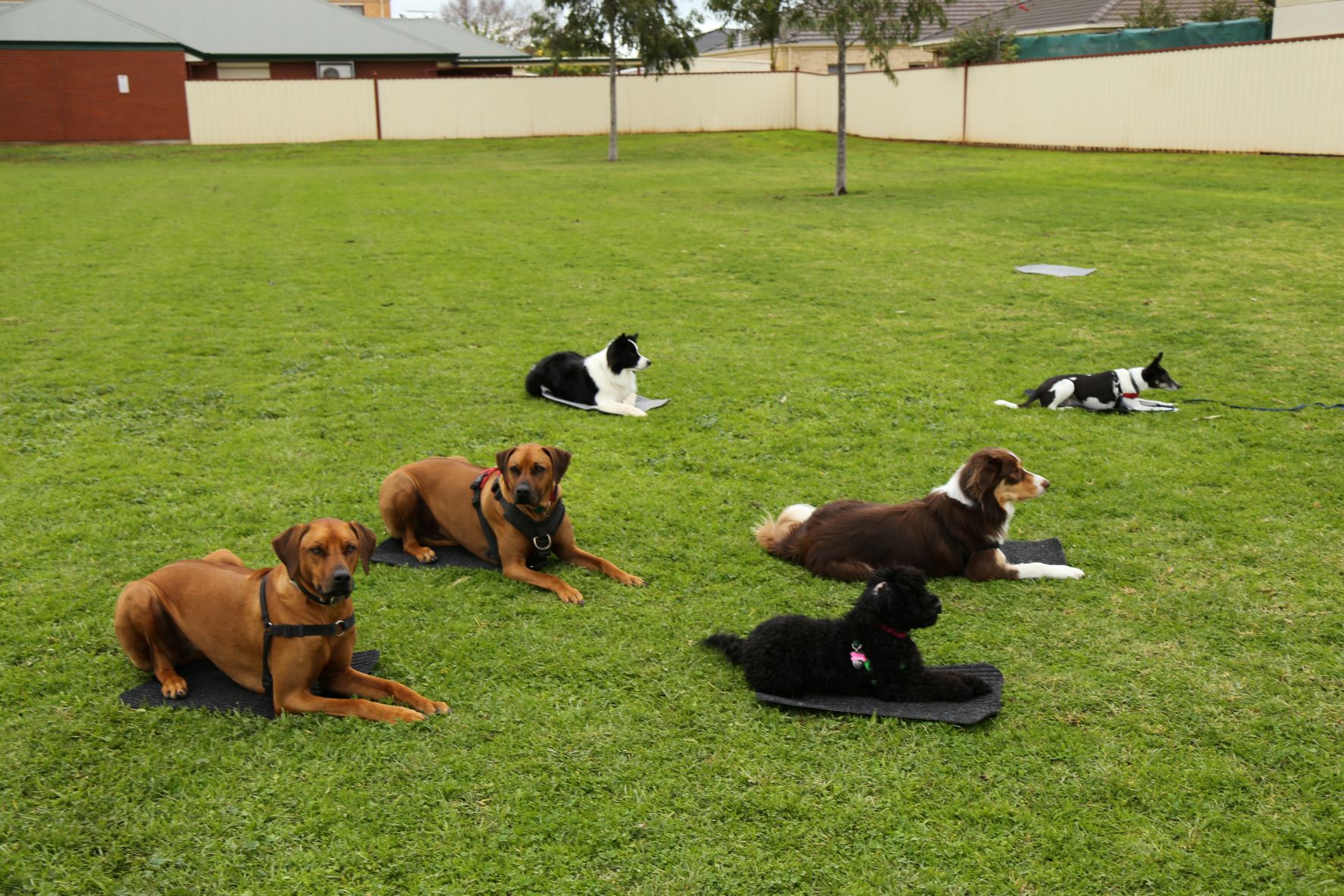 Photo shows a group dog training learning stays. 